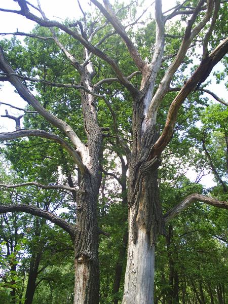 eco387.JPG