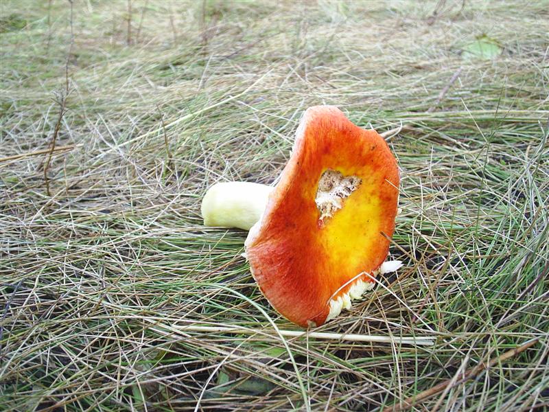 eco430.JPG