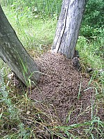 eco411.JPG