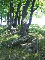 eco438.JPG